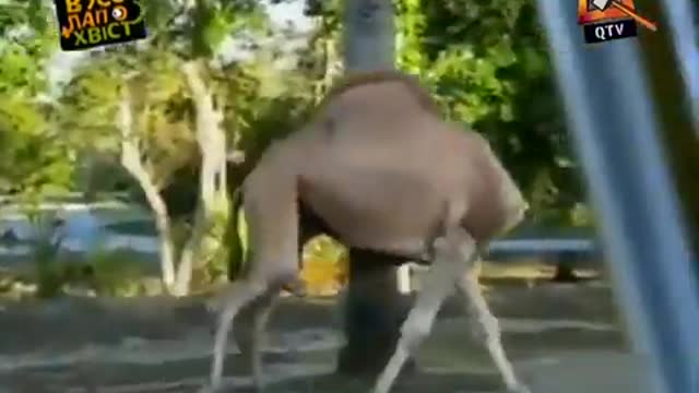 Cute animals #1