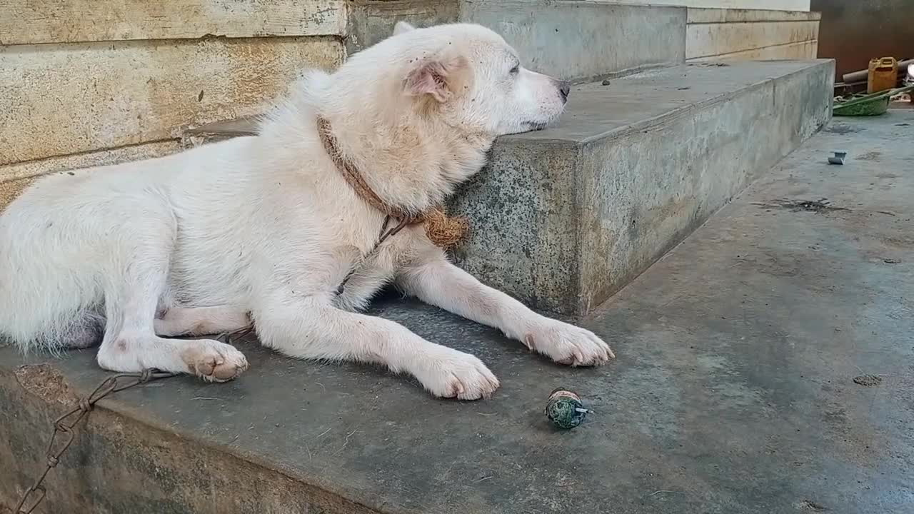 Funny Dog Crackers Prank Scene - Funniest Dog