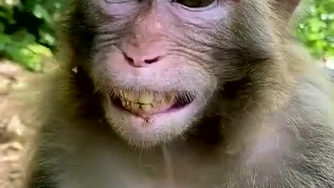 Monkey laf shorts