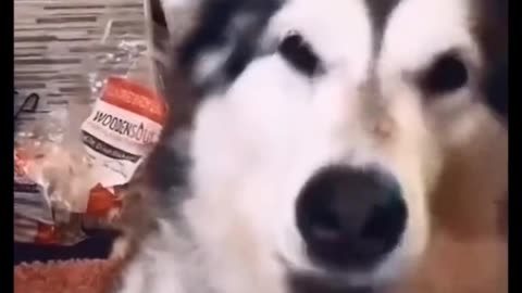 Funny moments of animals 🤣🤣funny video #Shorts #usa _tiktok #funny videos hilarious every single day