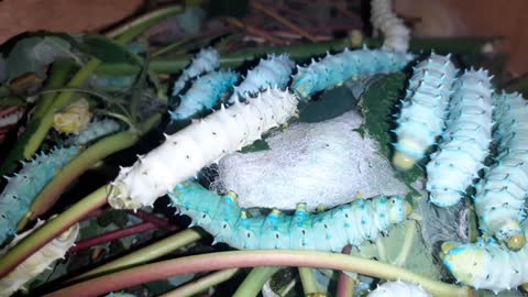 How the silkworm makes a cocoon