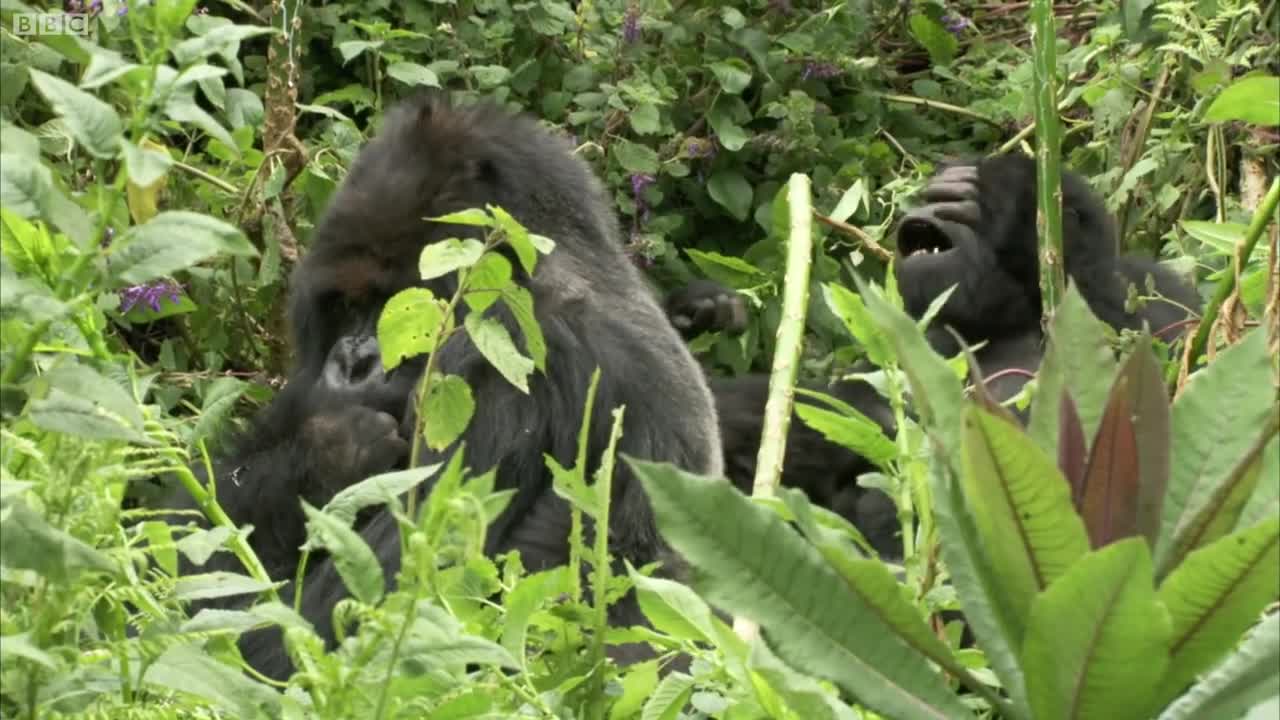 The Brave Gorilla King | Mountain Gorilla | BBC Earth