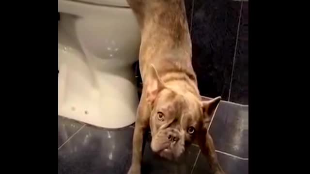 Baby cat and dogs funny video # justcol