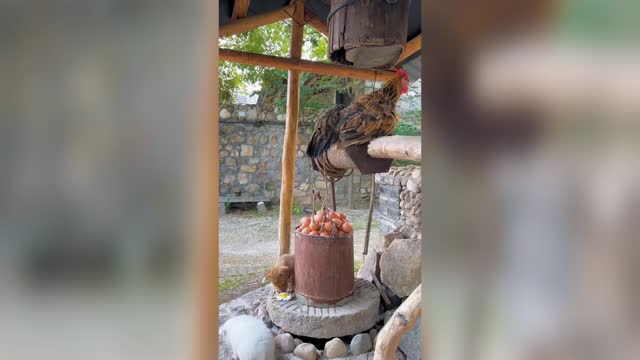 Magical hen lays eggs fast