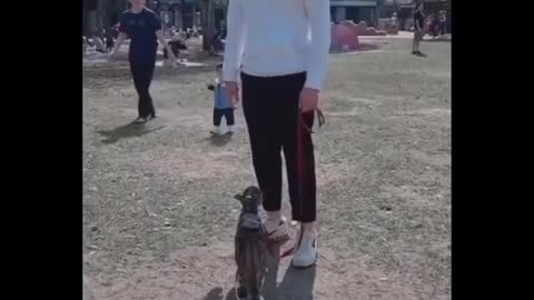 funny cat video´s