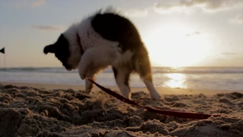Cute Pubby Play In Beach