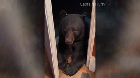 Funny Animals doing Funny stuff