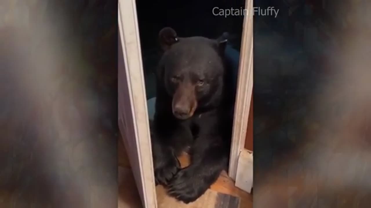 Funny Animals doing Funny stuff