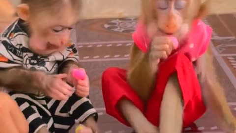 They are Clever and Lovely #monkeys #pets #animals #funny #Adorable Monkeys #AdorableMonkeys #39