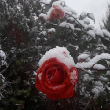 Snow-covered roses