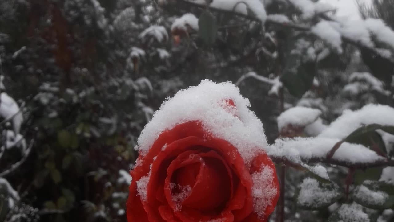 Snow-covered roses