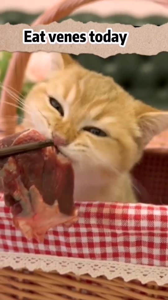 Kitty having a snack