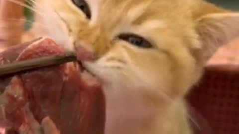 Kitty having a snack