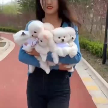 Aww cute little dogs 😍😍 #cute dog video #shorts #dog