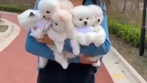 Aww cute little dogs 😍😍 #cute dog video #shorts #dog