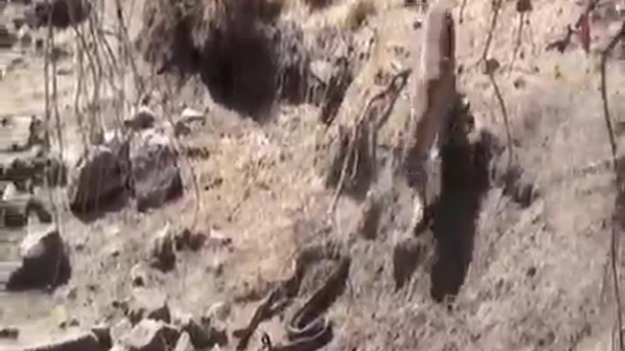 Snake attack on monkey