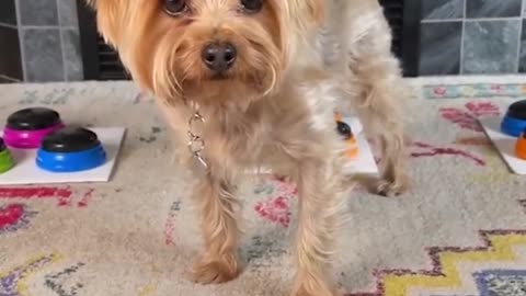 dog fuuny video