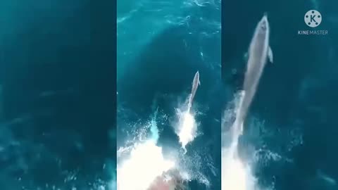 Dolphin Moving With Ship