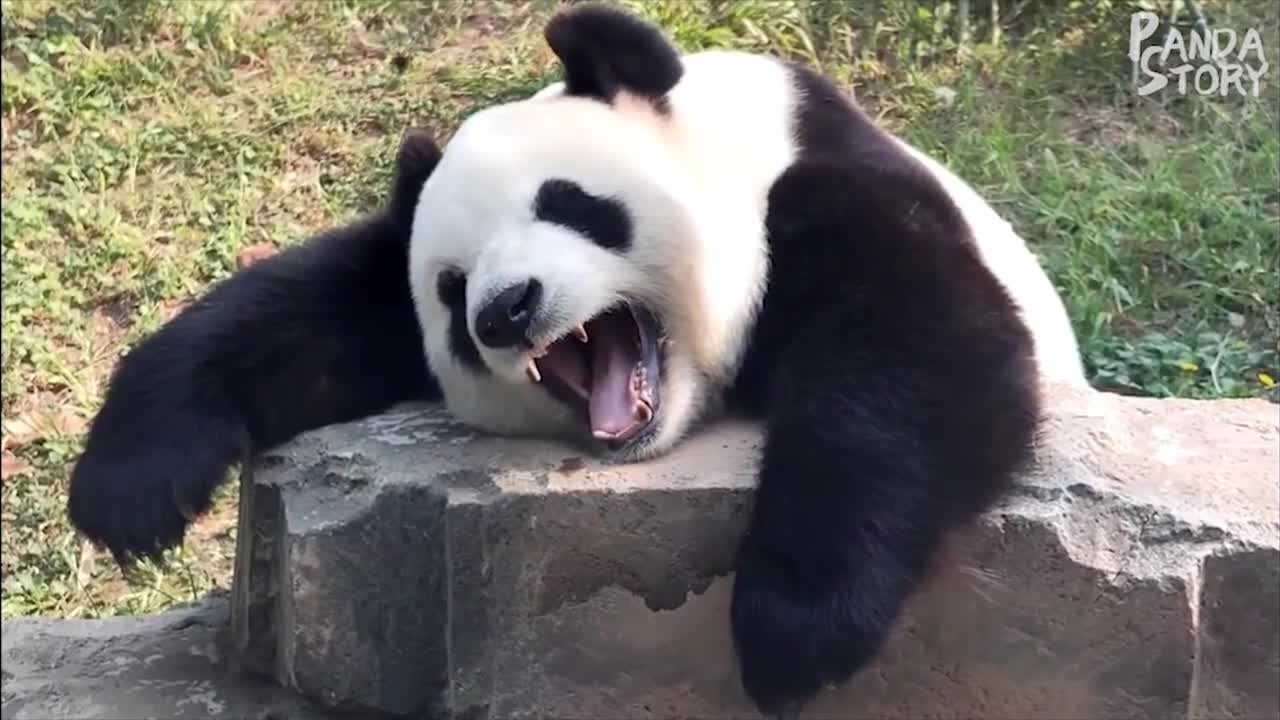 Funny Panda Video