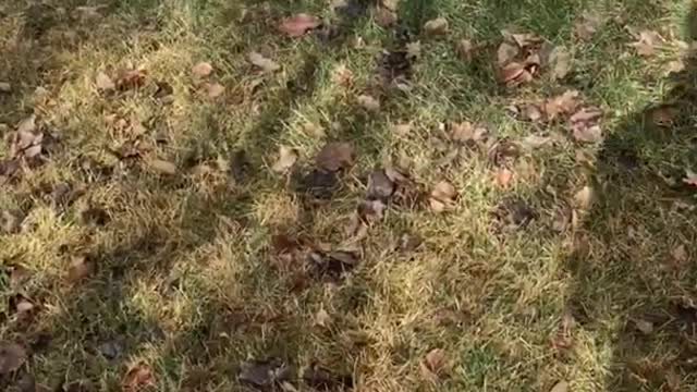 Dog barking at owner raking leaves