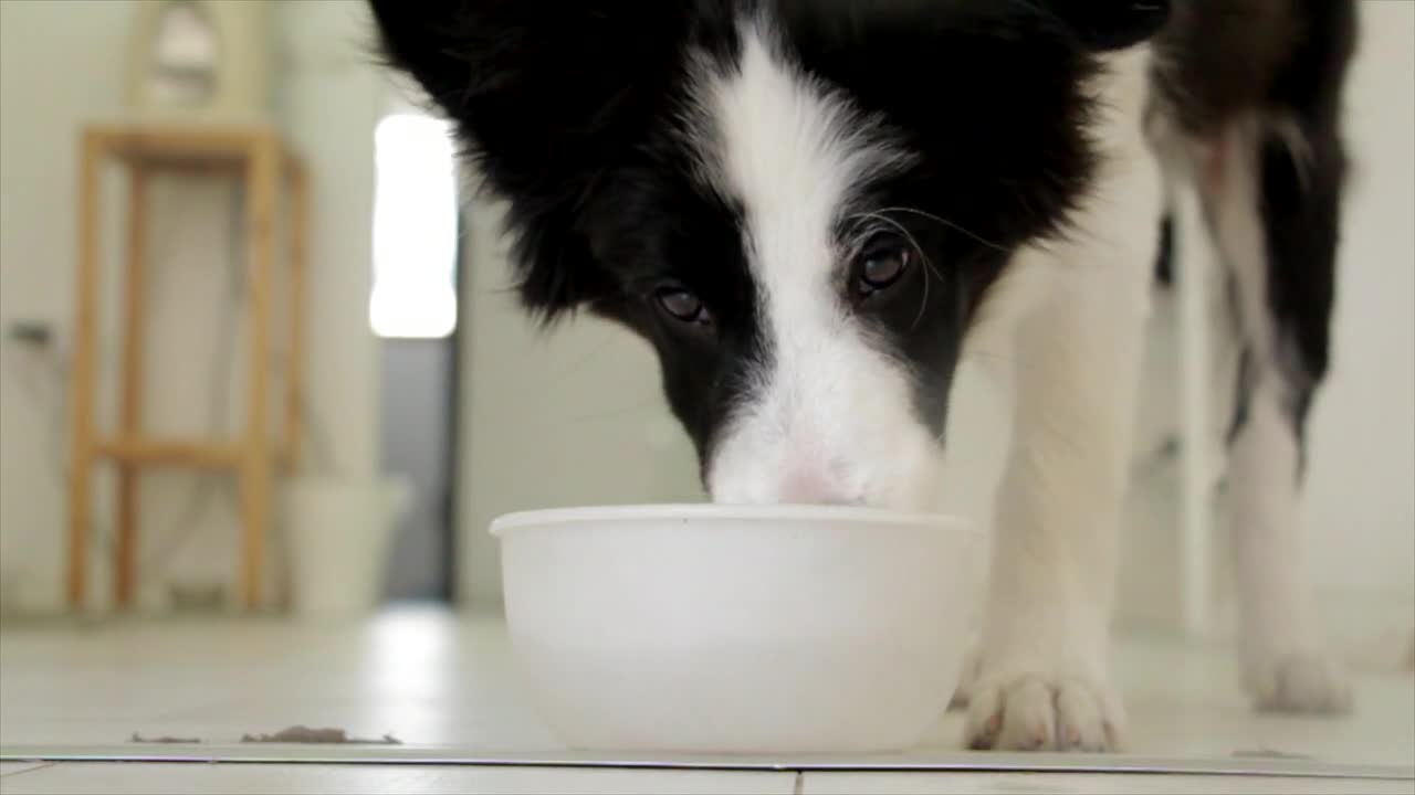 The dog drinks milk, yes he is hungry