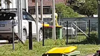 Teletubby Mows the Lawn