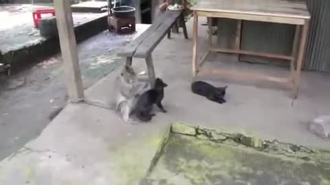 funny videos _ Cat and Monkey.mp4