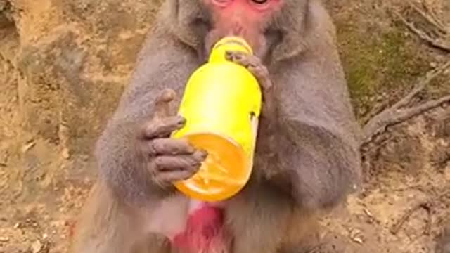 Adorable money drinking water with a water bottle.