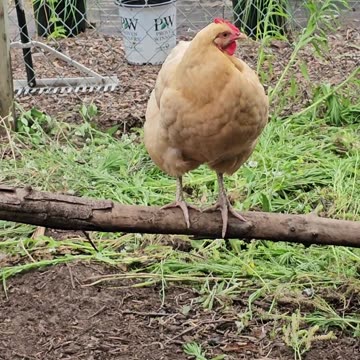 OMC! What is this hen watching for? She is on the lookout up on her perch! #chickens #perch #shorts