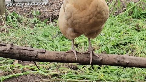 OMC! What is this hen watching for? She is on the lookout up on her perch! #chickens #perch #shorts