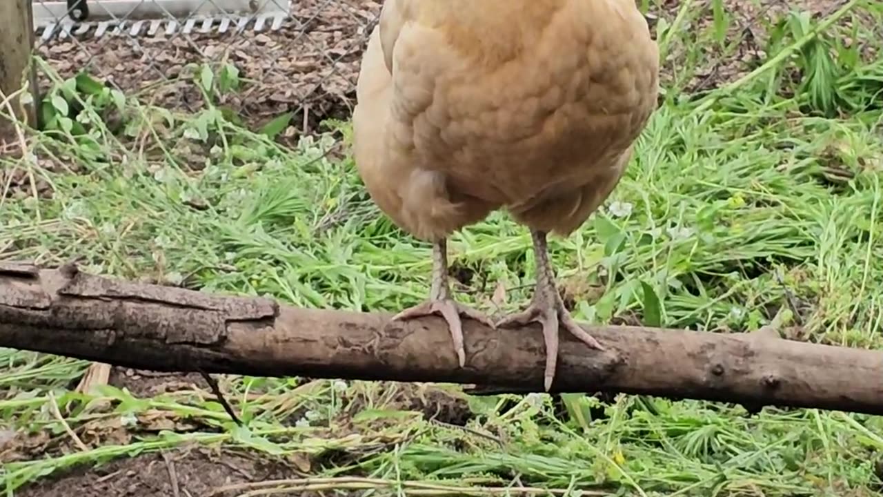 OMC! What is this hen watching for? She is on the lookout up on her perch! #chickens #perch #shorts