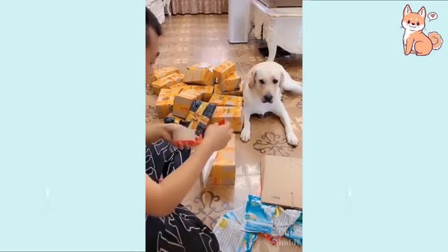 Beautiful/Cutedogs 2021