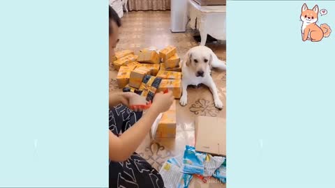 Beautiful/Cutedogs 2021