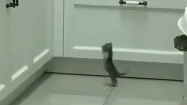 try not to laugh small cat