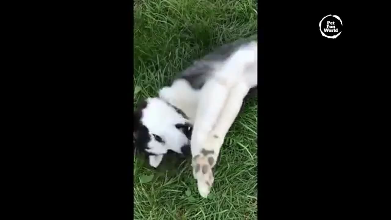 Funny Cats & Dogs Video