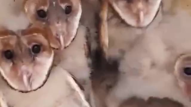 A litter of pups, like they're scared
