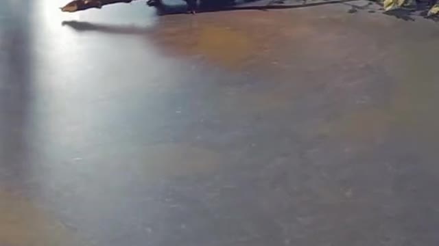 beaver hooligan...