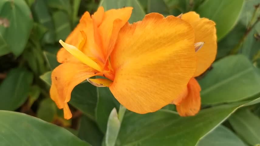 Beautiful yellow flower like butterfly