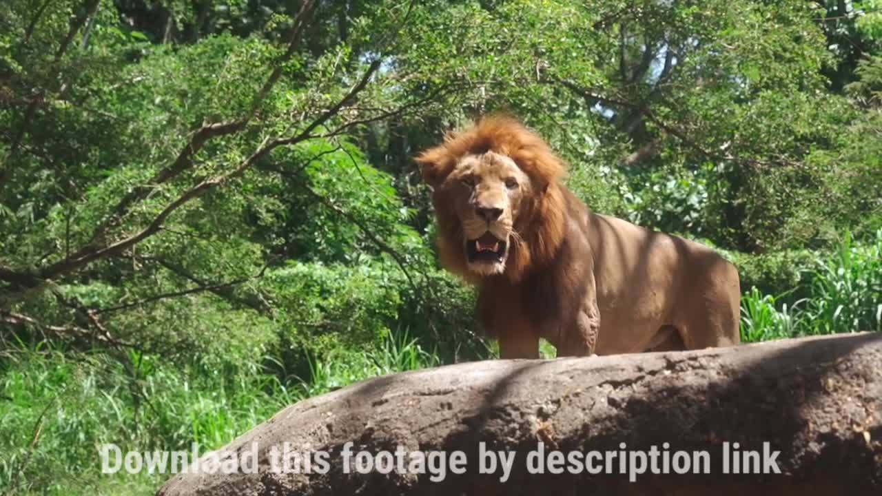 videos of lion in very cool nature