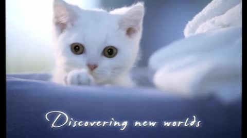 Cute kitten finds new home