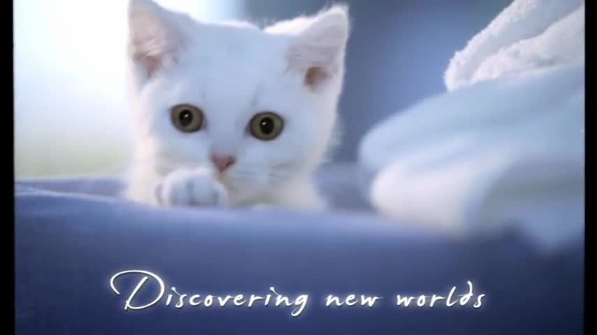 Cute kitten finds new home