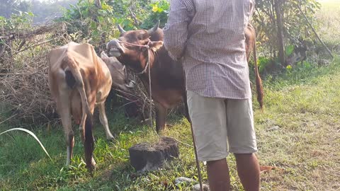My cow meet her hero today