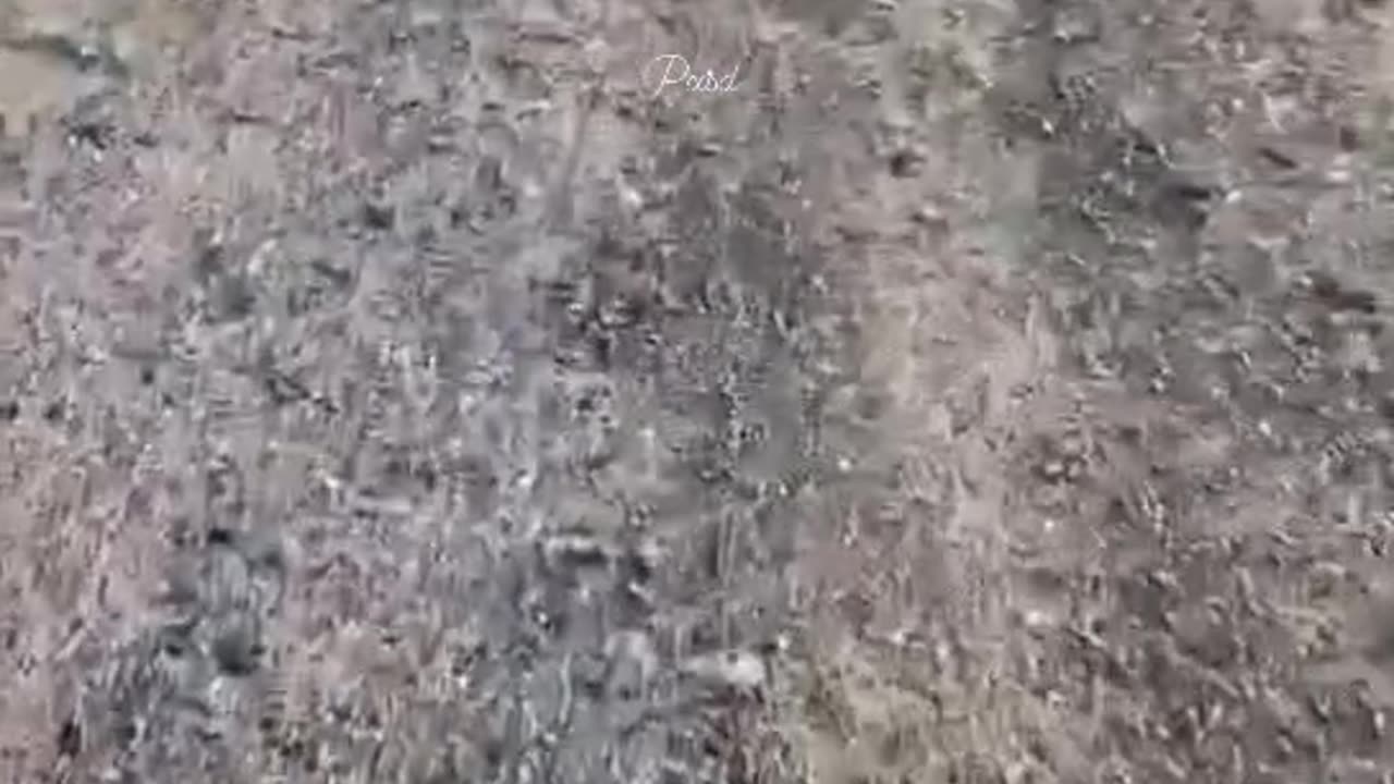 🤣😹 wait till the end 🤣 Funny animal videos. 😹🤣