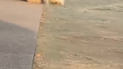 Cute puppy’s falling🥹🐶