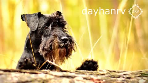 DOGS BARKING to Make your Dog Bark | 11 Dog Breeds Barking Sound Effects HD