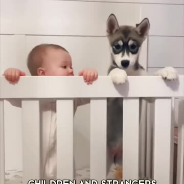 Husky puppies Irish huskies cute dog