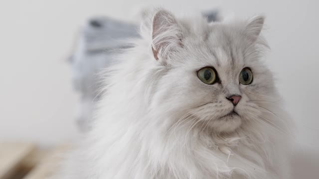 adorable white cat in world