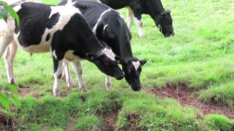 Cows Licking Each Other Affectionately