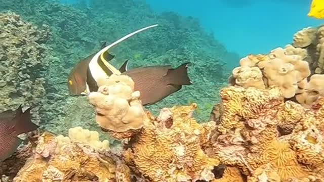 oceanlover#underwater#planetearth#reef#yellowtang