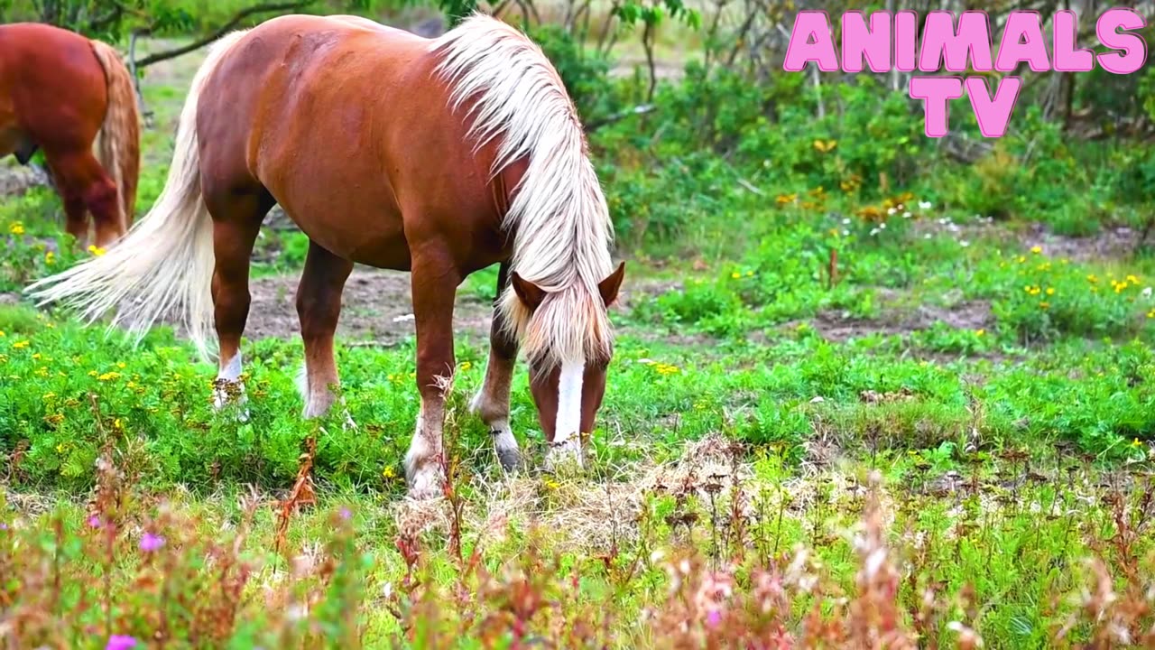 The bay horse gallops on the grass